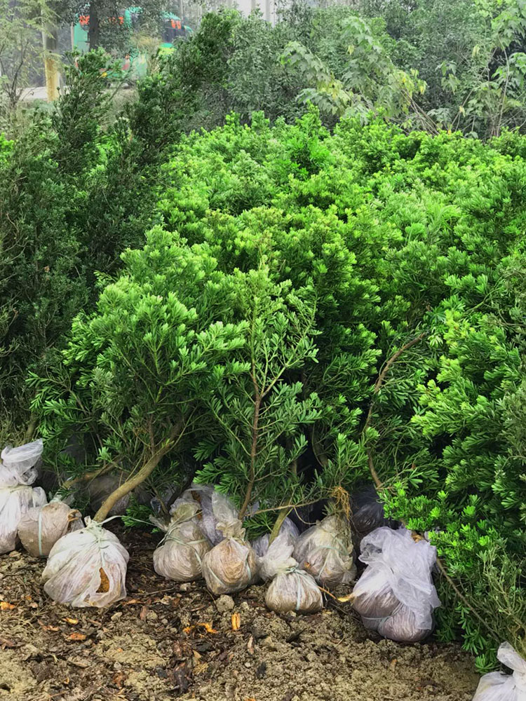 花姬正宗金鑽羅漢松綠鑽珍珠雀舌大型綠植客廳大樹苗扦插金鑽1525公分