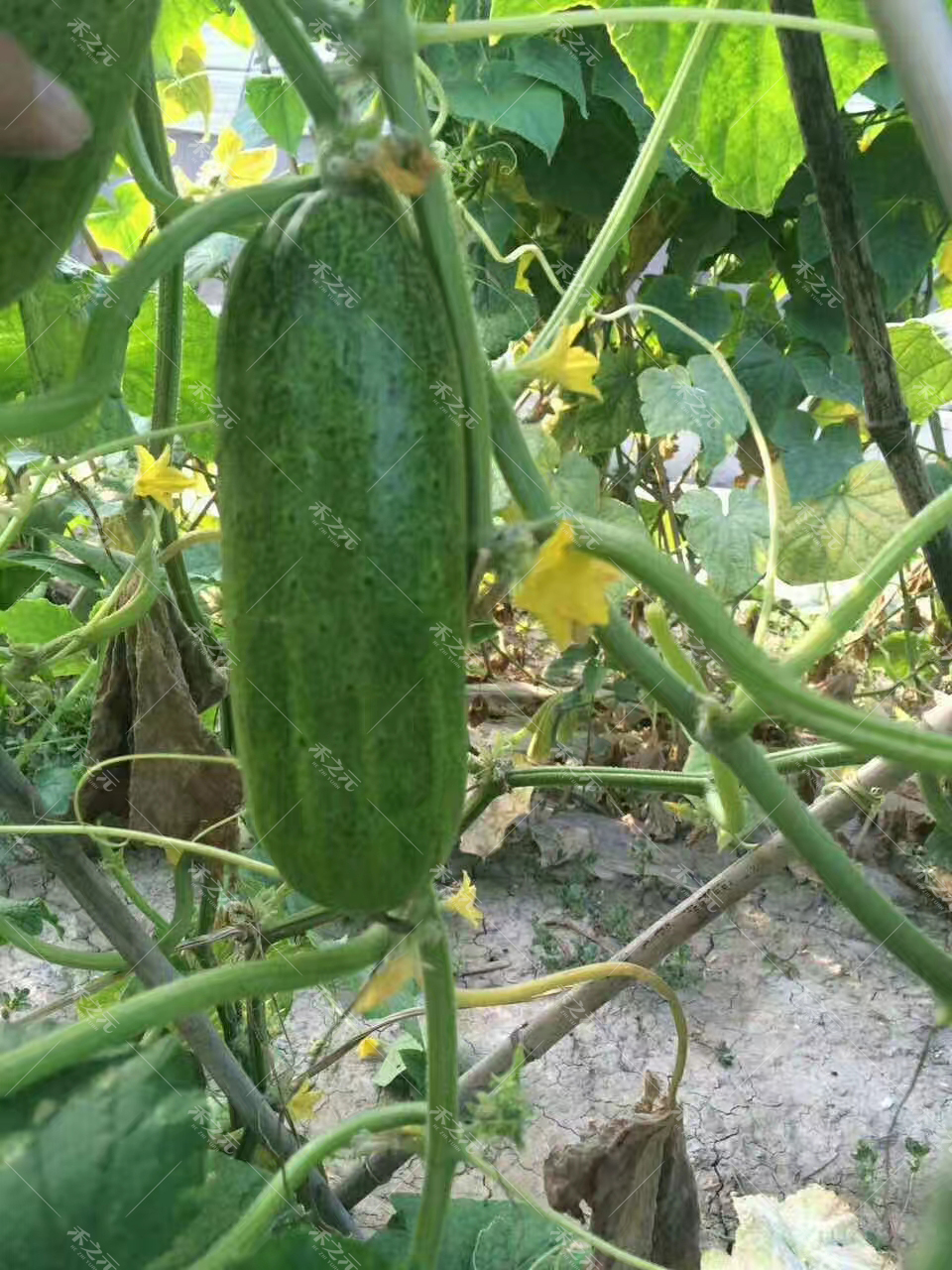 旱黄瓜种子菜籽水果黄瓜种籽四季地黄瓜秋盆栽菜苗秧大全蔬菜种孑