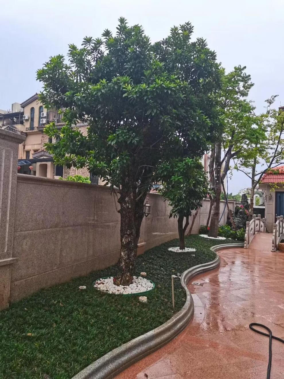 玉龙草日本矮麦冬耐寒耐荫四季常绿免修剪草坪绿植苗细叶麦冬一斤价