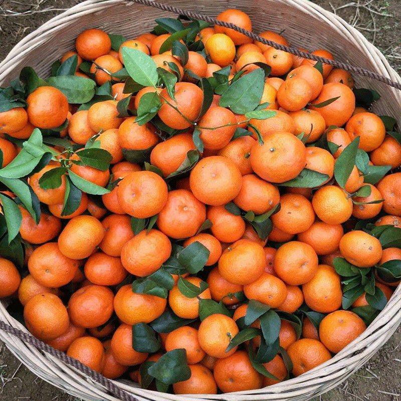 广西荔浦砂糖橘蜜橘当季新鲜沙糖桔子小蜜桔橘 10斤