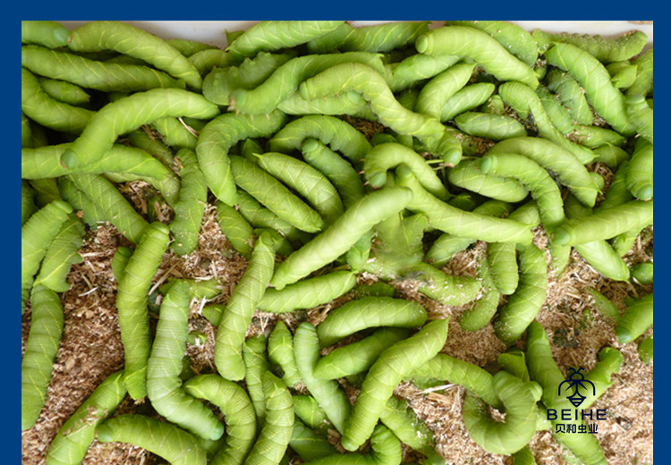 活豆虫大青虫高蛋白豆丹猪儿虫芝麻虫食用昆虫钓鱼宠物活体下蛰土