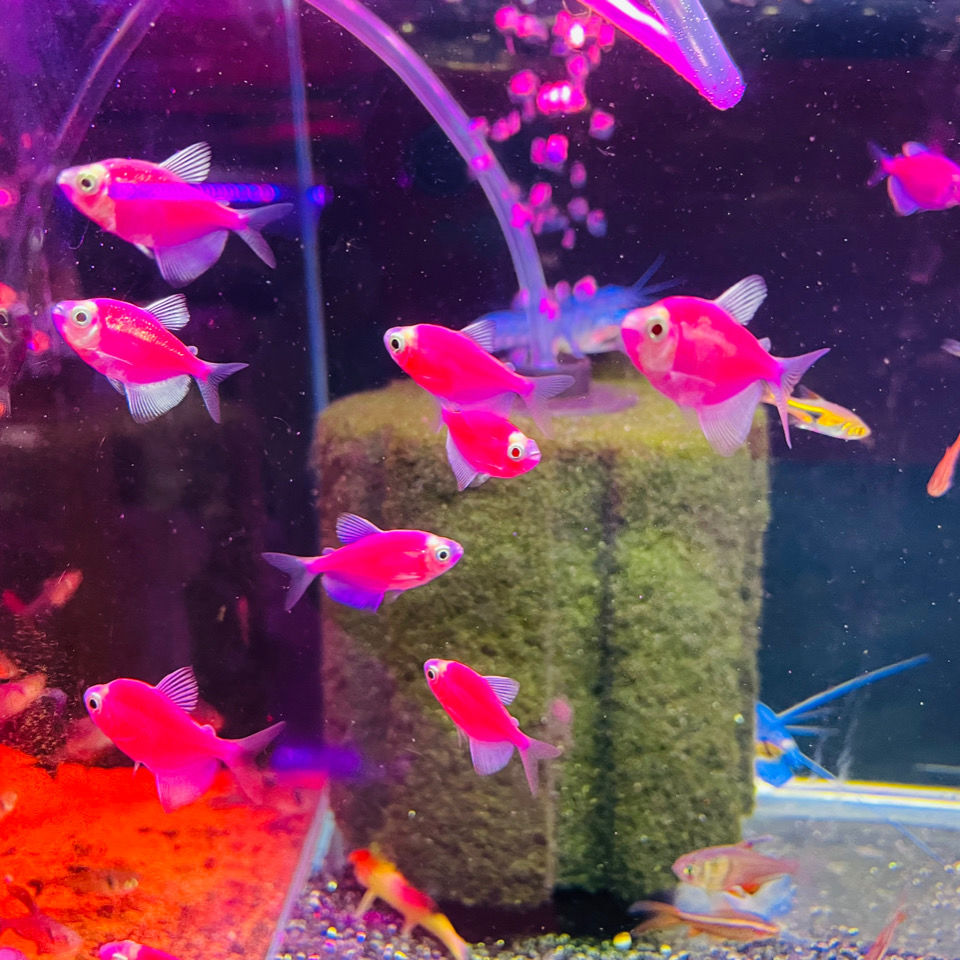 紫衣天使蓝莓天使柠檬天使苹果天使斑马鱼小型淡水鱼宠物观赏鱼 蓝莓