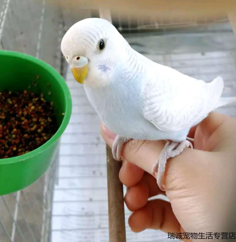 成年虎皮鹦鹉活体鹦鹉可繁殖下蛋鸟宠物鸟鹦鹉活鸟 包繁殖成年白皮