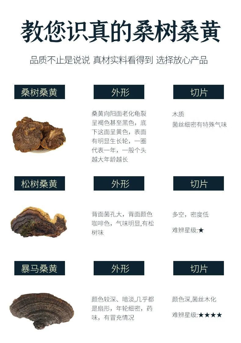 桑黄的药用价值图片