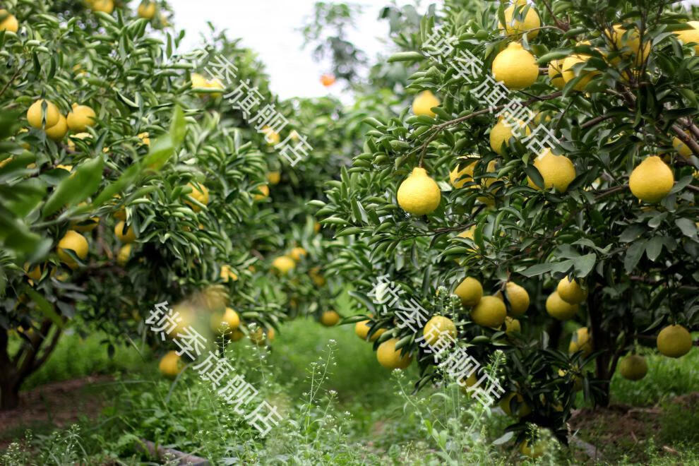 顺丰礼盒装象山青柑橘春香柑橘新鲜黄金水果礼盒装6斤