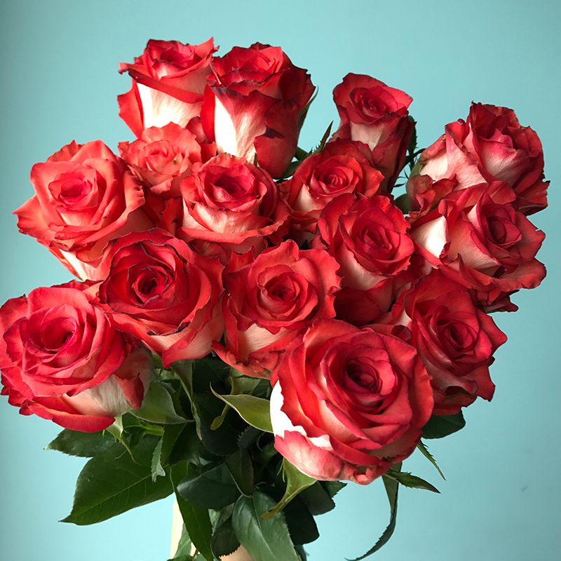 卡罗拉玫瑰花图片欣赏图片