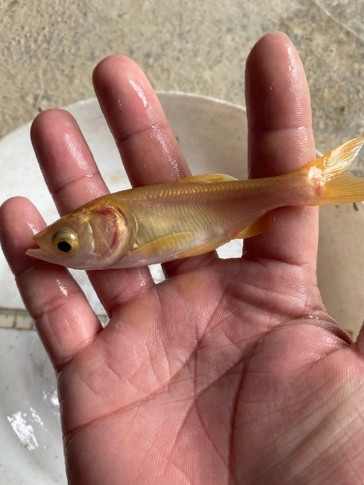 金大头鱼苗 金鳙鱼苗 红大头鱼苗 金色花鲢鱼苗活体 【顺丰】5--7厘米