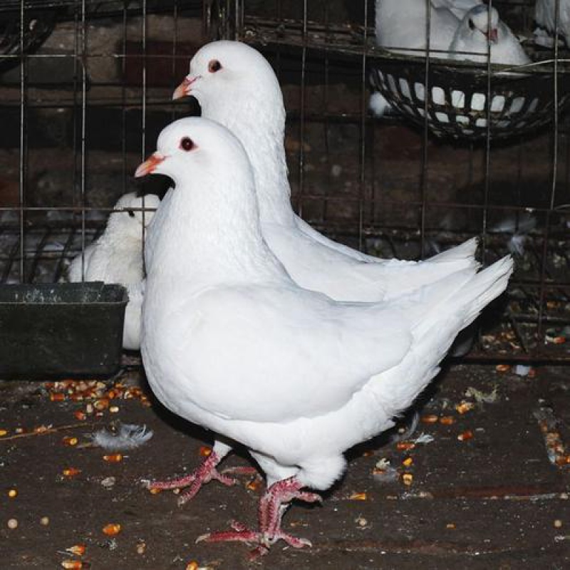 京选推荐活鸽子观赏鸽特大元宝鸽青年鸽摩登那肉鸽信鸽落地王二斤种鸽
