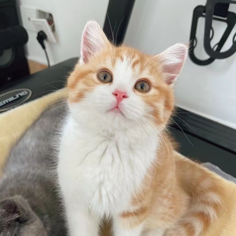 荣郁 中华田园猫橘猫幼崽活物幼猫活体小狸色猫咪宠物家养 黑白花猫