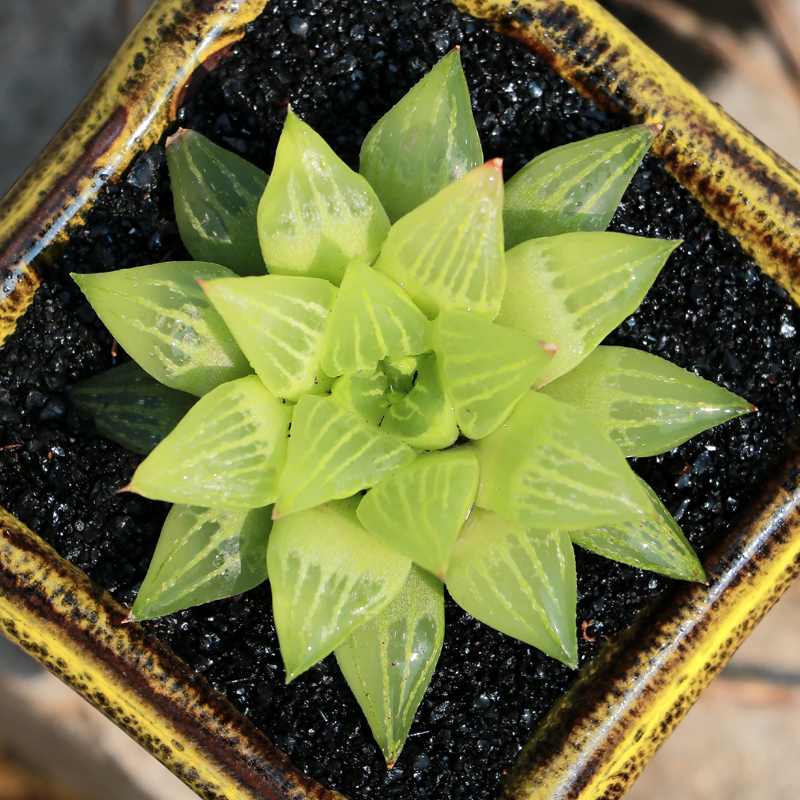 多肉植物姬玉露日月潭冰灯玉露十二卷水晶玉露室内组合盆栽日月潭3