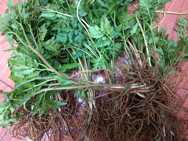 贵州草药阴地蕨500g 农家自晒冬草小春花蛇不见郎萁细辛【图片 价格