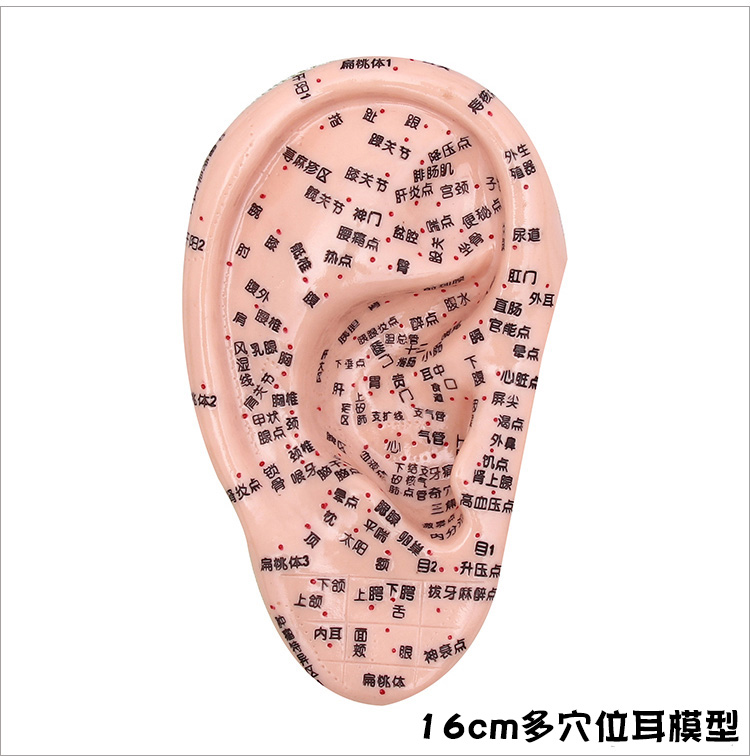 访客 清晰刻字耳模型耳穴模型按摩针灸教学穴位耳穴人体反射区耳朵