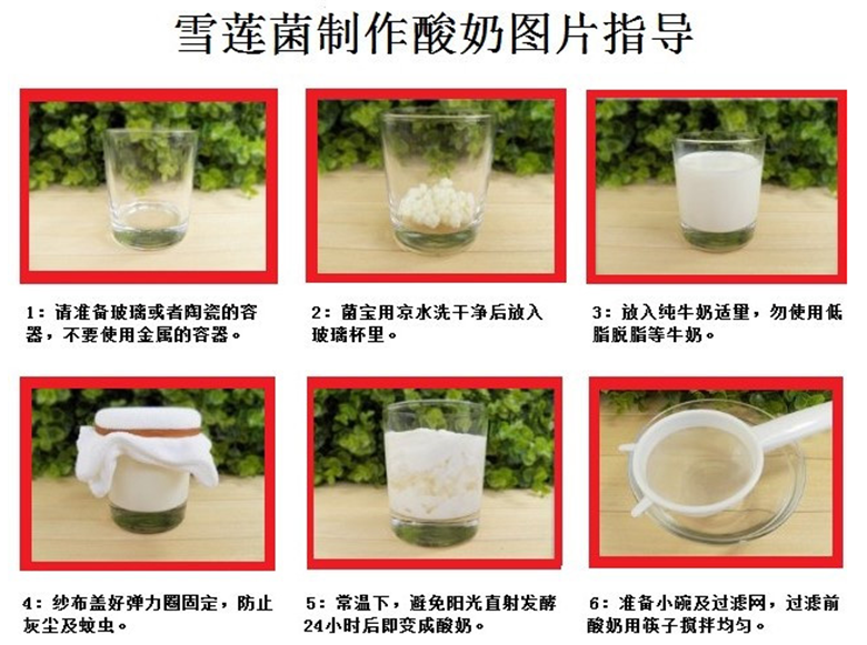 西藏雪莲菌藏灵菇菌天山雪莲菌自制酸奶菌开菲尔菌30粒3毫米无工具