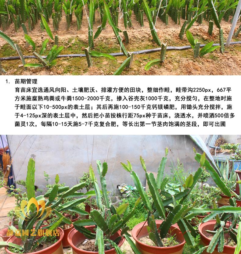 红心火龙果苗盆栽地栽苗黄麒麟火龙果树苗白水晶火龙果苗四季结果