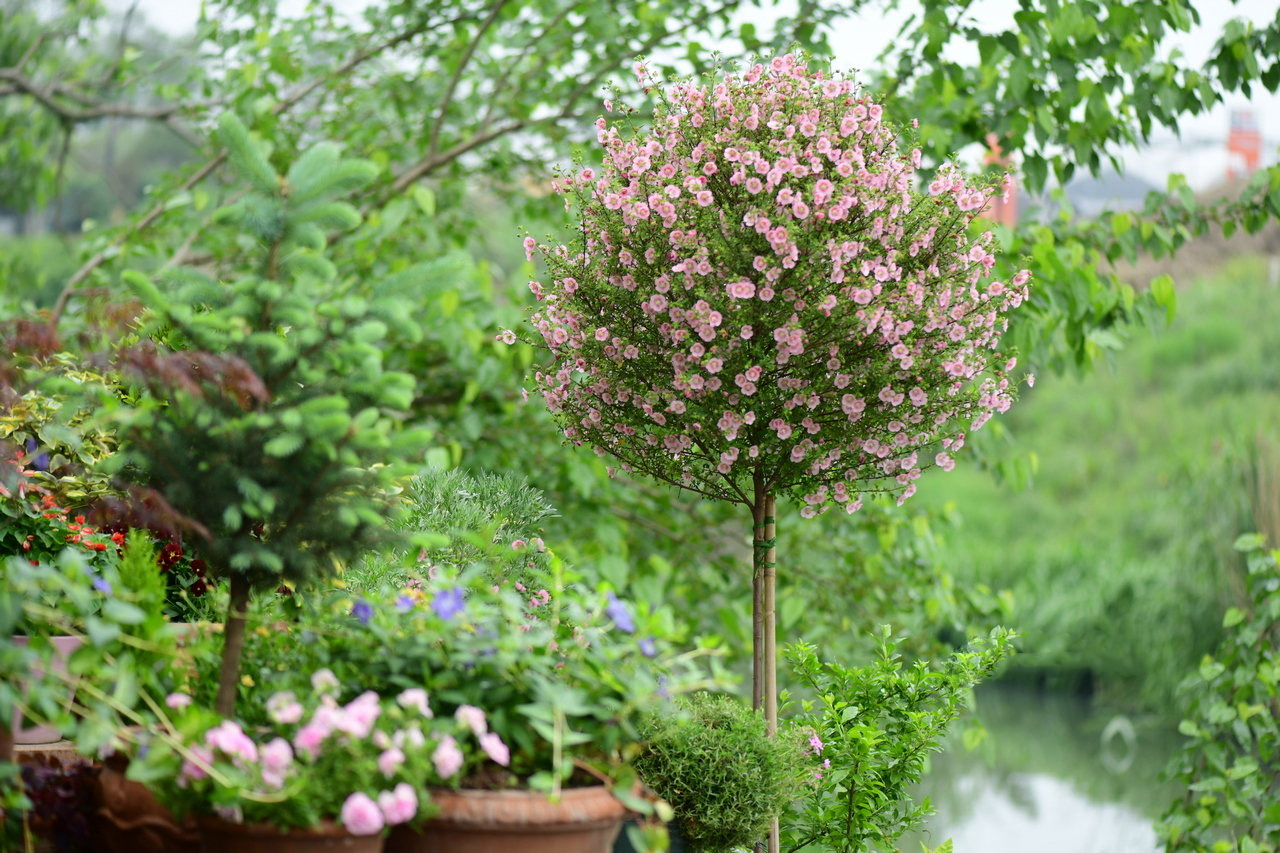小木槿棒棒糖盆栽花苗多年生灌木阳台庭院四季开花盆栽庭院大型木槿