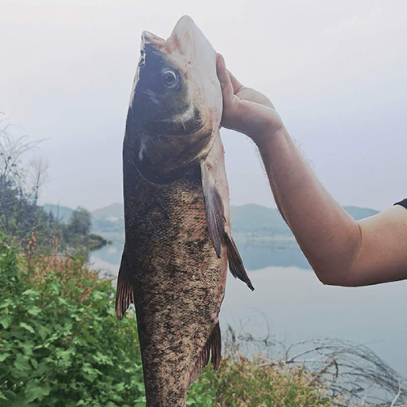 密云水库鱼 花鲢胖头鱼 新鲜捕捞