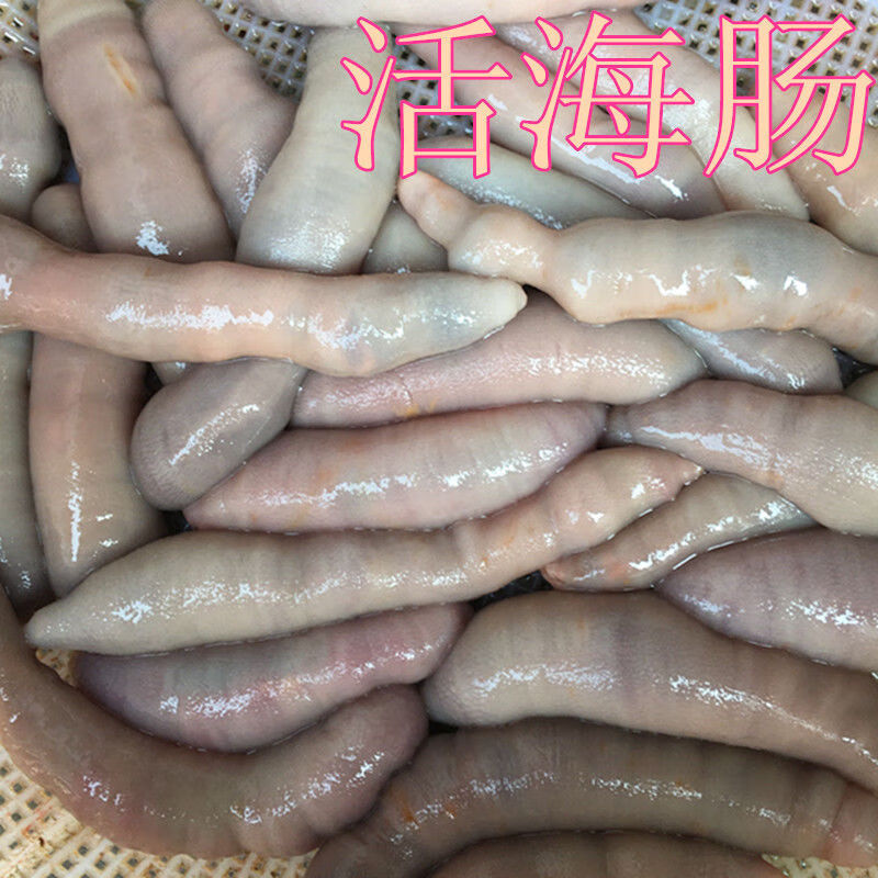 鲜活海肠子活青岛海鲜水产活体冷冻海捕新鲜海肠皮活沙虫3斤装