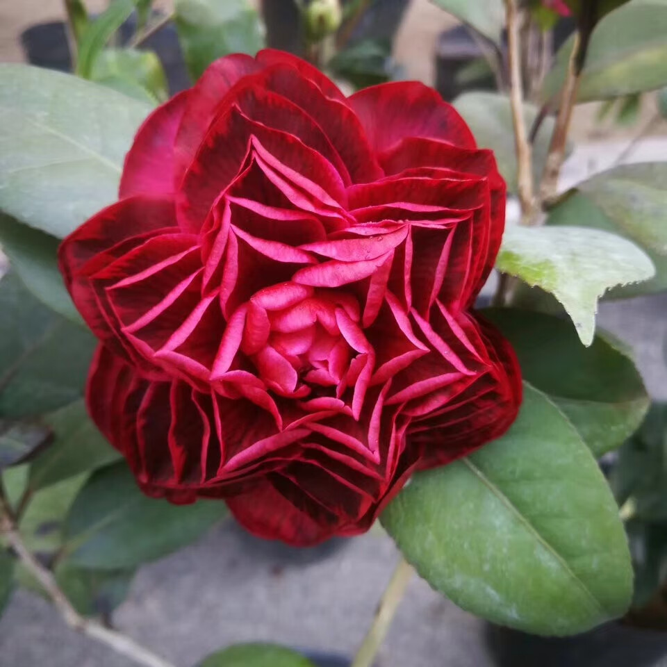 红叶贝拉纯色茶花紫叶贝拉名贵茶花苗品种带花苞纯色巨大型花5年苗含