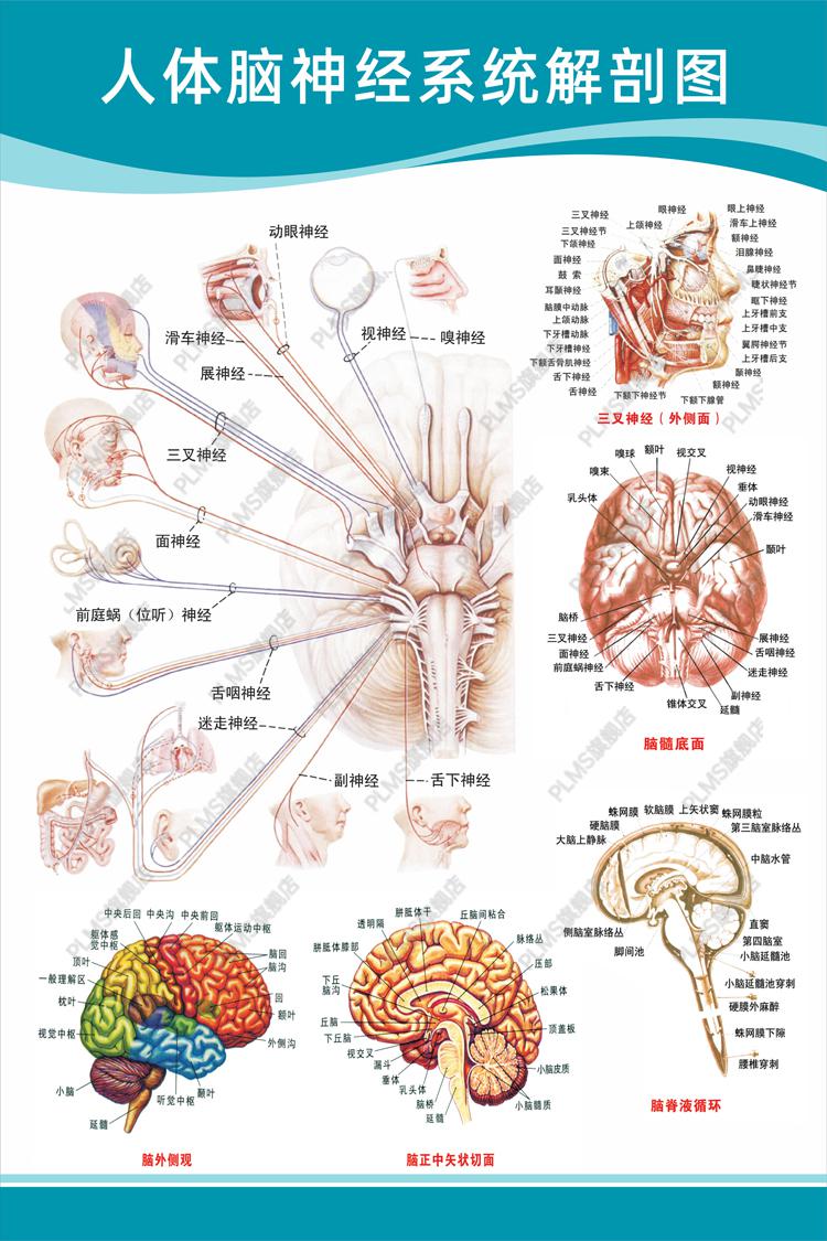 医院科室挂图医院科室头部脑神经人体解剖结构示意图大脑血液循环医学