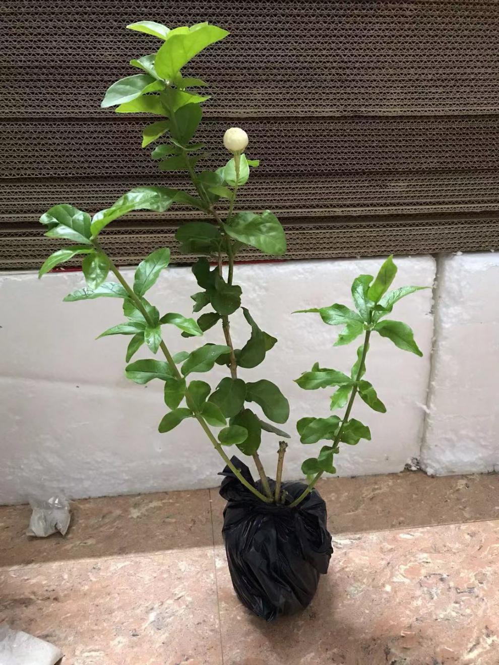 狮头茉莉花盆栽 四季开花不断 花卉木本室内植物 8年狮头茉莉花 不含