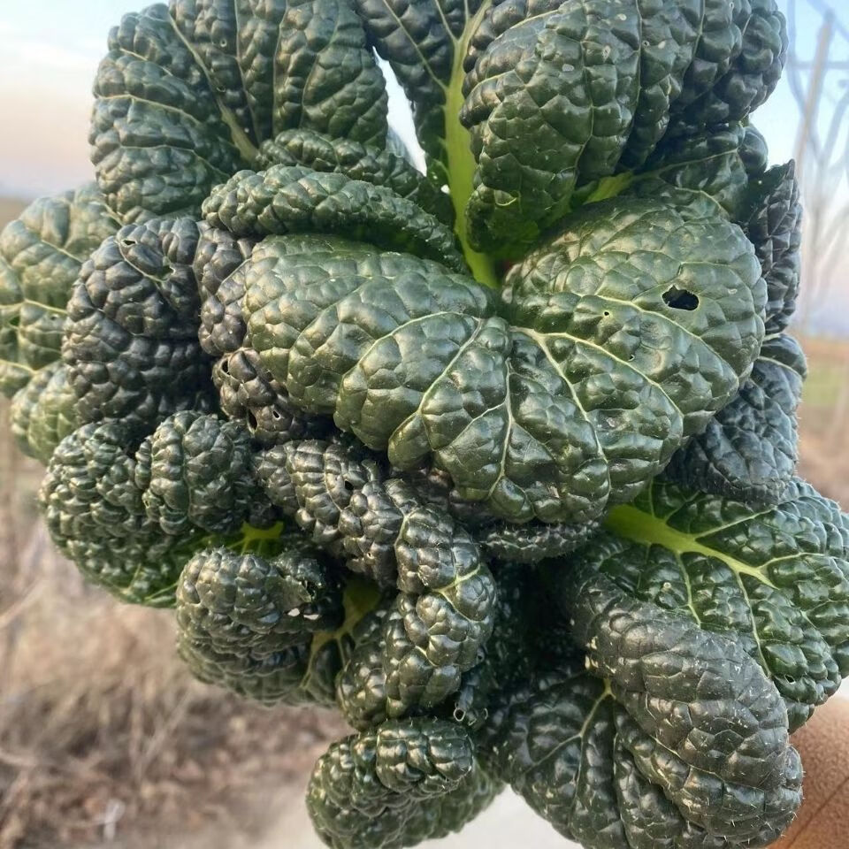 矮脚黑白菜新鲜蔬菜黑叶白菜乌塌菜黑心乌菜菊心菜乌白菜霜冻青菜黑白