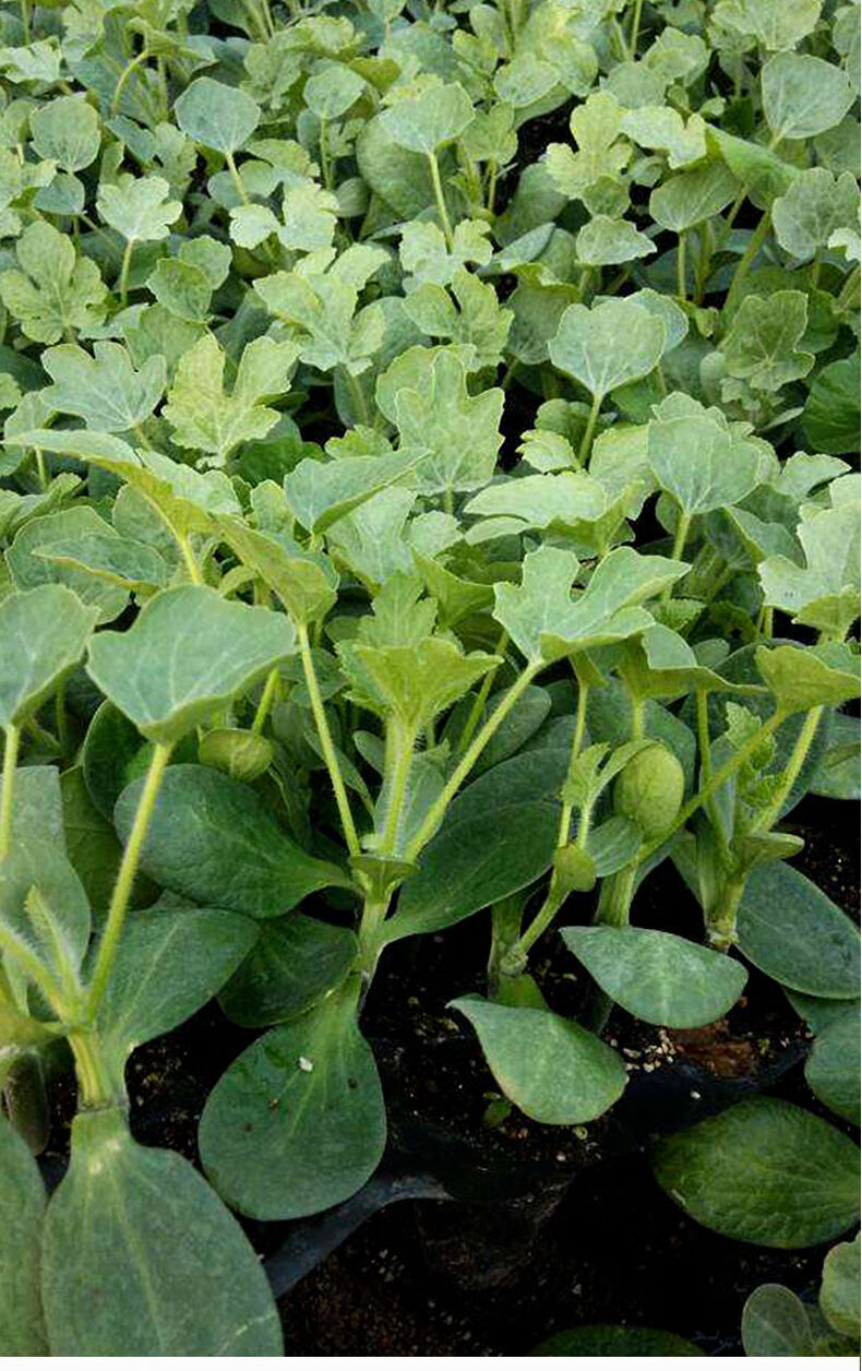 西瓜苗8424嫁接麒麟瓜阳台盆栽水果种植南方四季菜苗早春红玉苗秧无籽