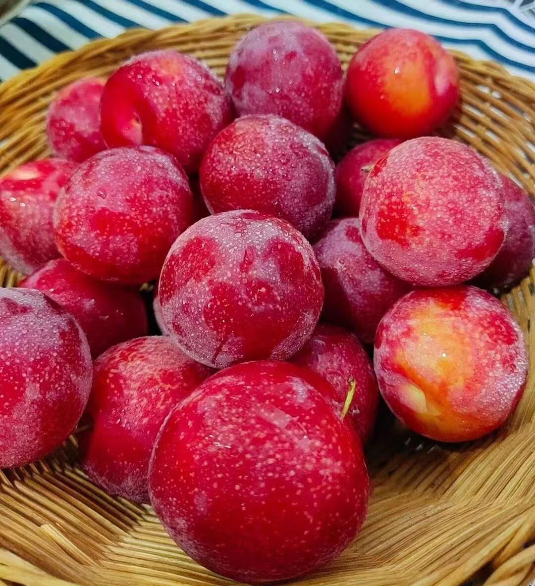 稀有水果顺丰空运澳洲胭脂女王李早期李子恐龙蛋血丝李新鲜孕妇水果