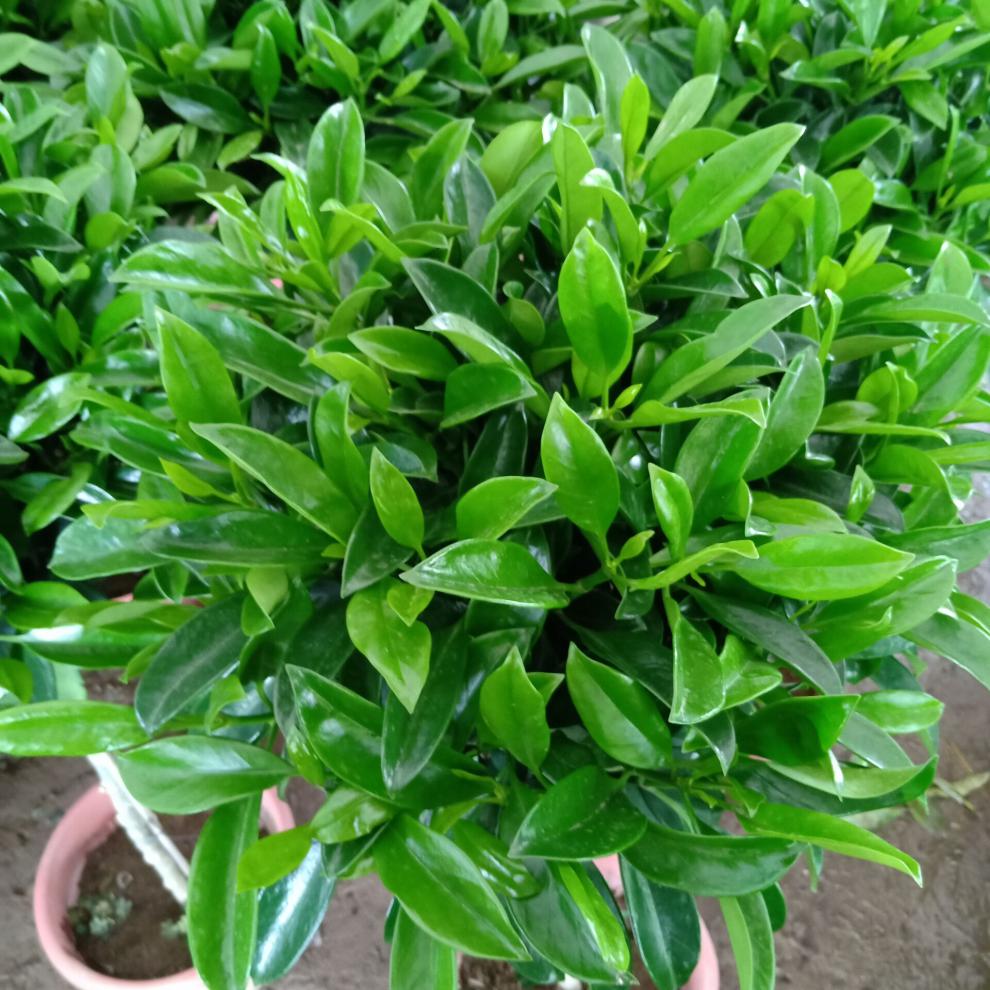 非洲茉莉非洲茉莉室内客厅庭院大型花卉盆栽植物z5非洲茉莉10年苗含盆