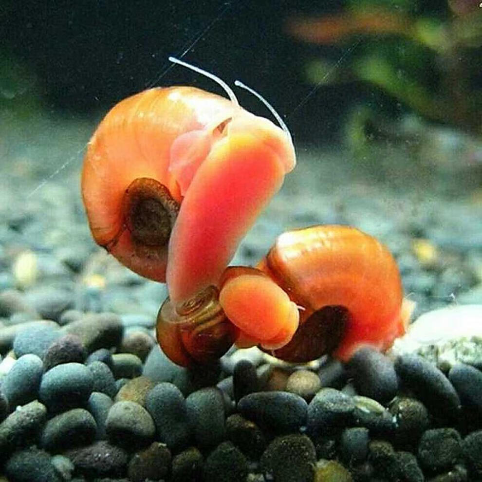 荣郁 苹果螺羊角螺水草缸除藻观赏螺斑马彩蛋螺鱼缸清洁工具螺活体