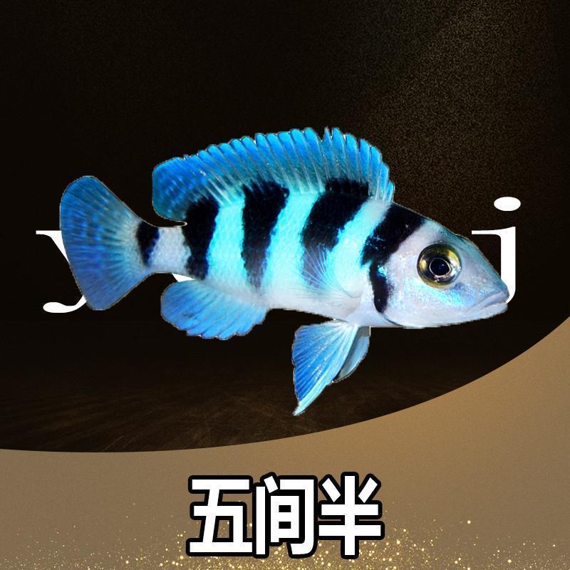 1慈鲷马鲷坦鲷非洲王子热带观赏鱼好养耐养新手 雪中红【3条装】3-4cm
