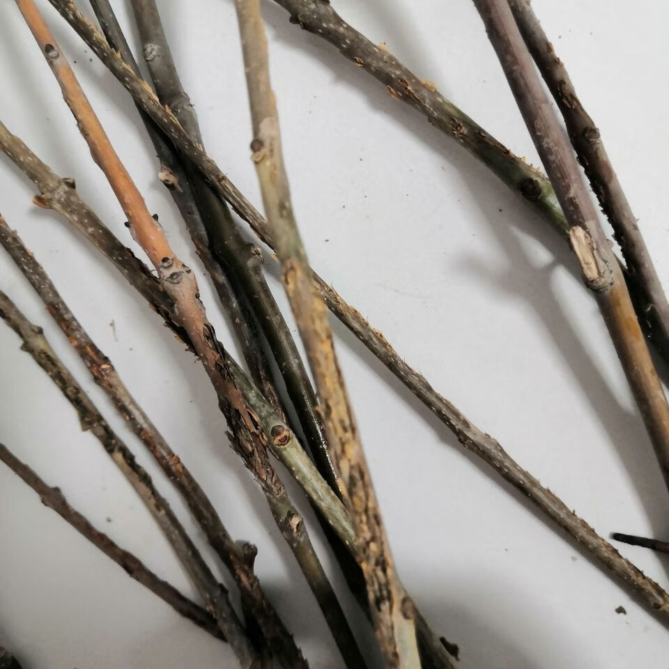 纯野生 知了枝金蝉卵枝金蝉爬叉卵知了知了猴种子白蜡卵枝 10根【图片