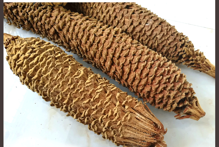 精选好货 65铁树花干花野生新货雄花500g铁树花药材中药材铁树花