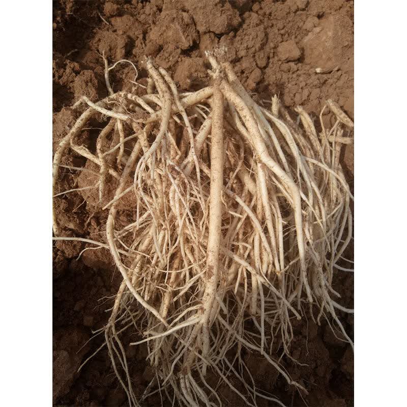 新鲜党参 现挖湿党参条 甘肃定西特产 煲汤当生 新鲜党参粗的500克