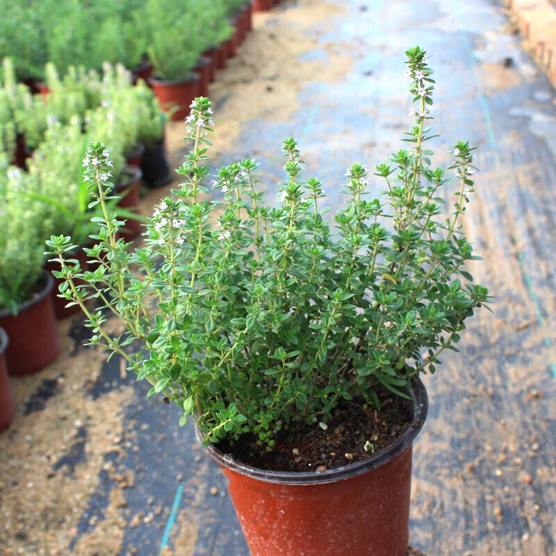 百里香盆栽苗 柠檬百里香法国百里香阔叶百里香食用香草盆栽苗 桃花