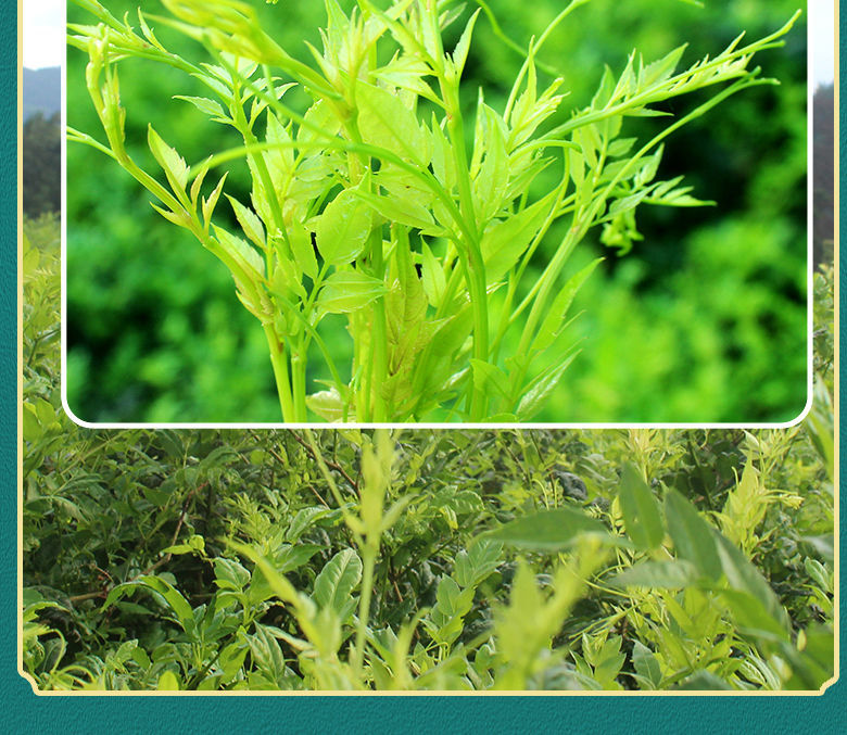 恩施藤茶特级湖北富硒相思藤小硒稀滕茶龙须芽尖霉莓茶野生 大师级