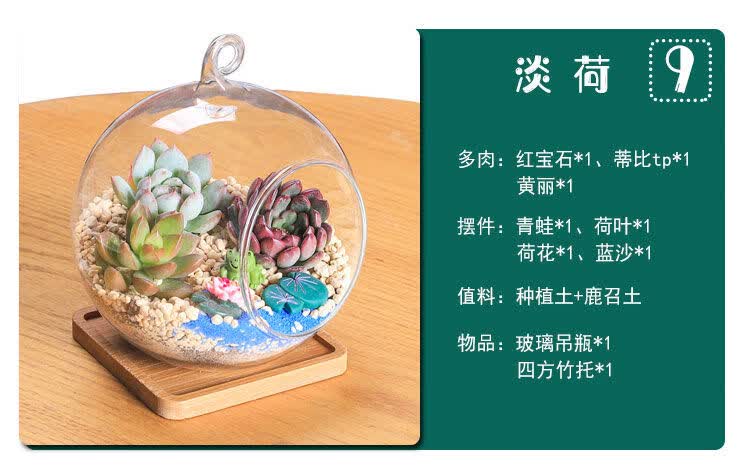 多肉多肉植物组合盆栽绿植微景观办公室diy玻璃瓶花卉星空 图片价格品牌报价 京东