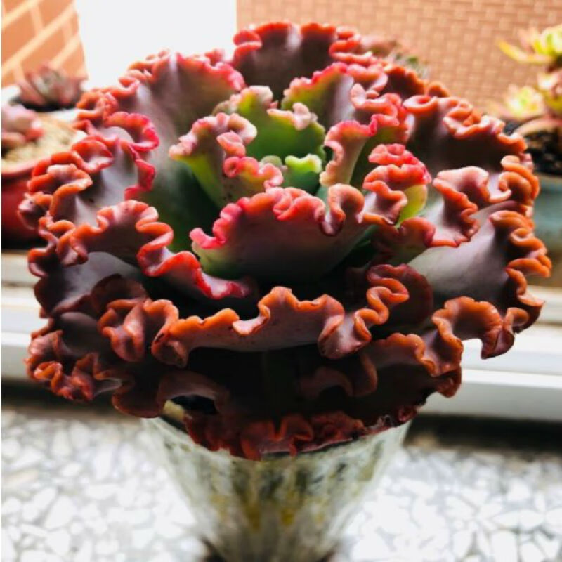 多肉植物 女王花笠 法国皇后包菜群生老桩 不知名包菜 裸根不带土