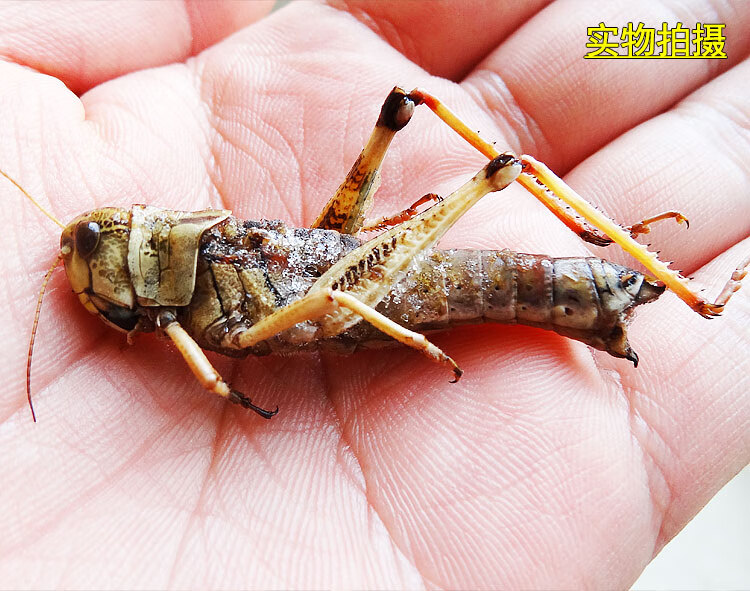 蚂蚱500g母去翅带籽速冻东亚飞蝗蝗虫雌蚱蜢油炸