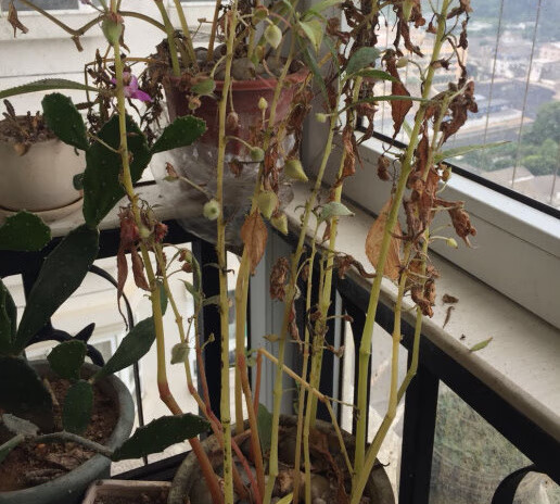 重瓣凤仙花学生实践课花卉种子套餐植树节种植幼儿园小学波斯菊籽 20