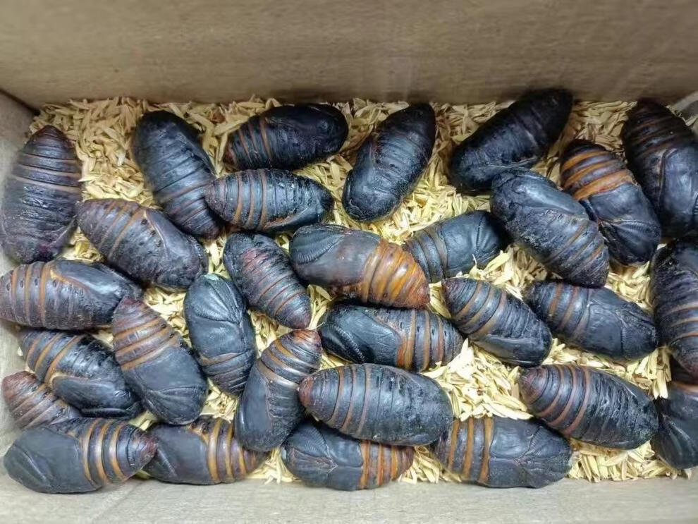 蚕蛹 辽宁丹东精品蚕蛹三成保温加厚发货茧蛹蝉蛹大黄茧蛹大个茧蛹一