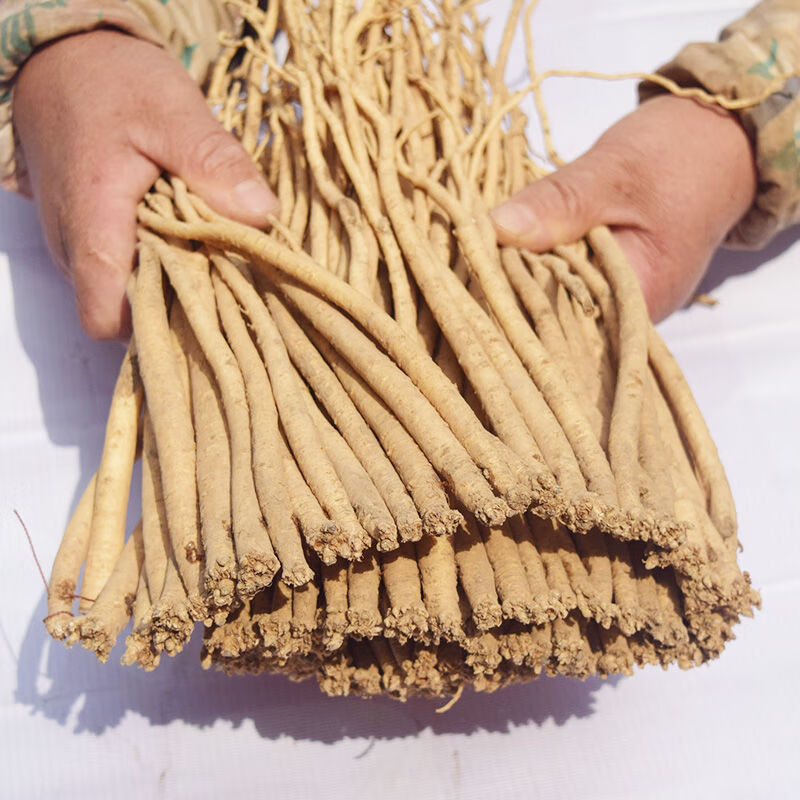 新鲜党参 现挖湿党参条 甘肃定西特产 煲汤当生 新鲜党参粗的500克