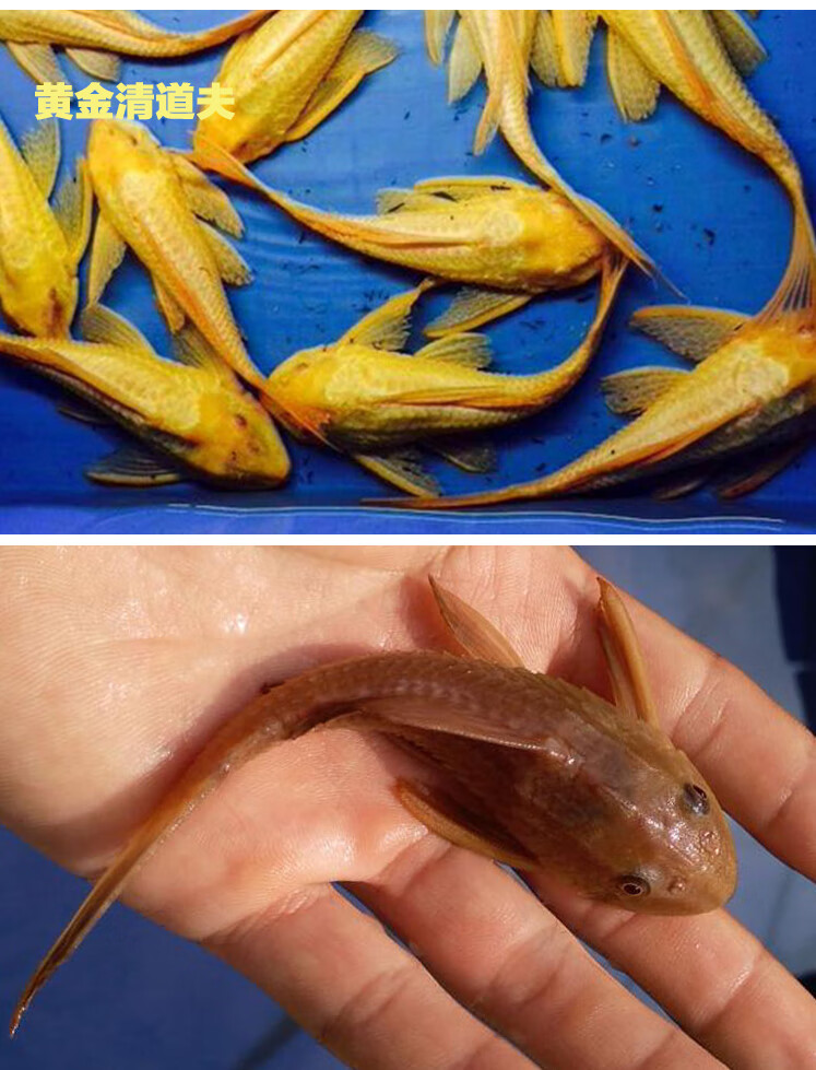 清洁工具清垃圾底层鱼热带观赏汐灵水族馆 黄金清道夫22cm1条装【图片