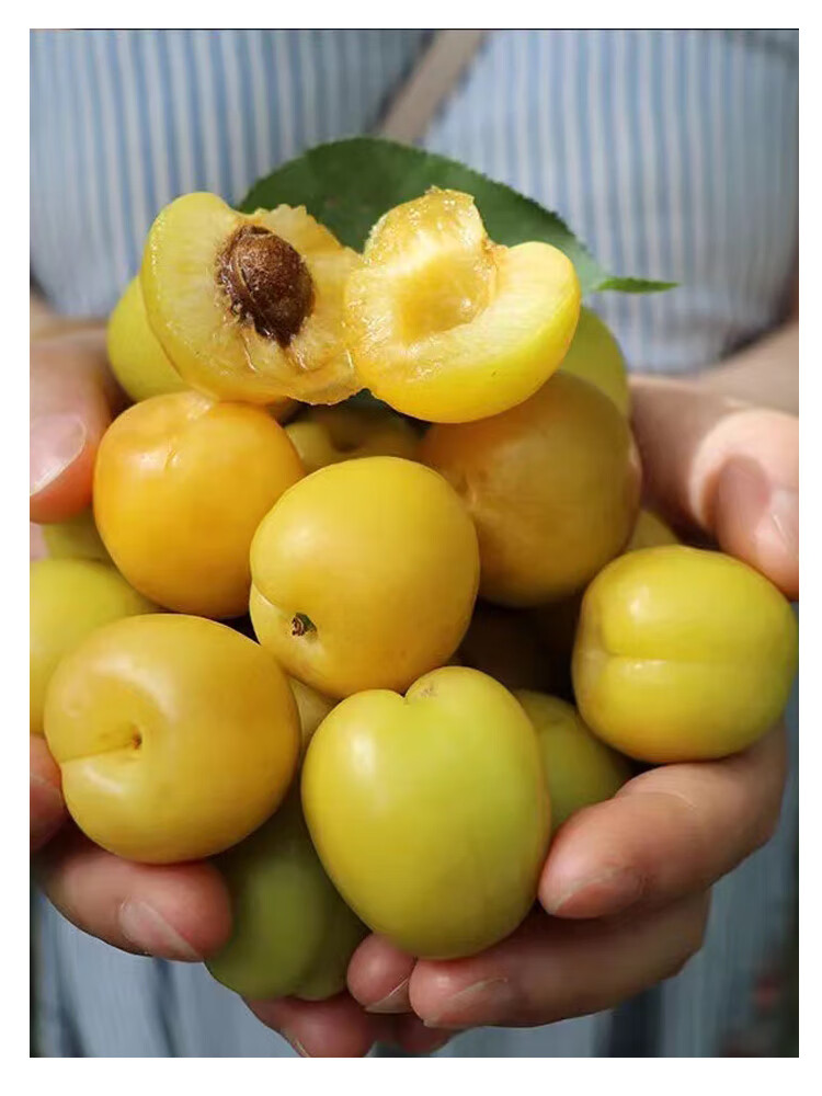 新疆特产水果图片图片