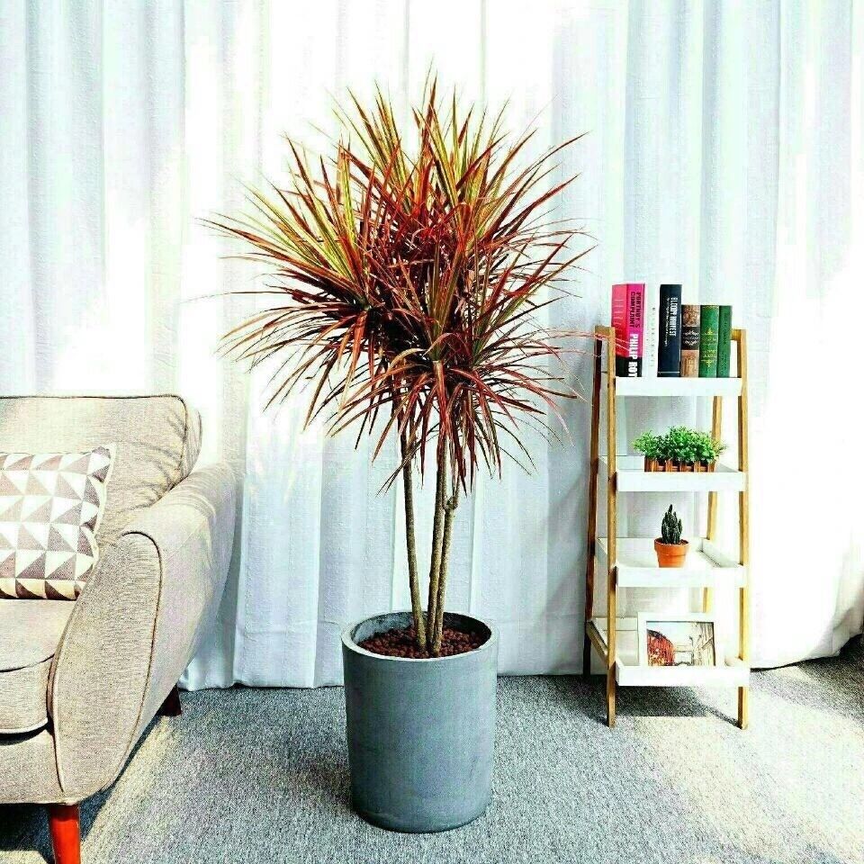 七彩铁千年木大苗盆栽三色龙血树客厅室内净化空气绿植物四季好养 30