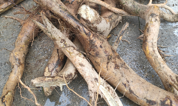 伟博 毛冬青根 纯根 细叶毛冬青新鲜毛东青中药材六月霜500克干品