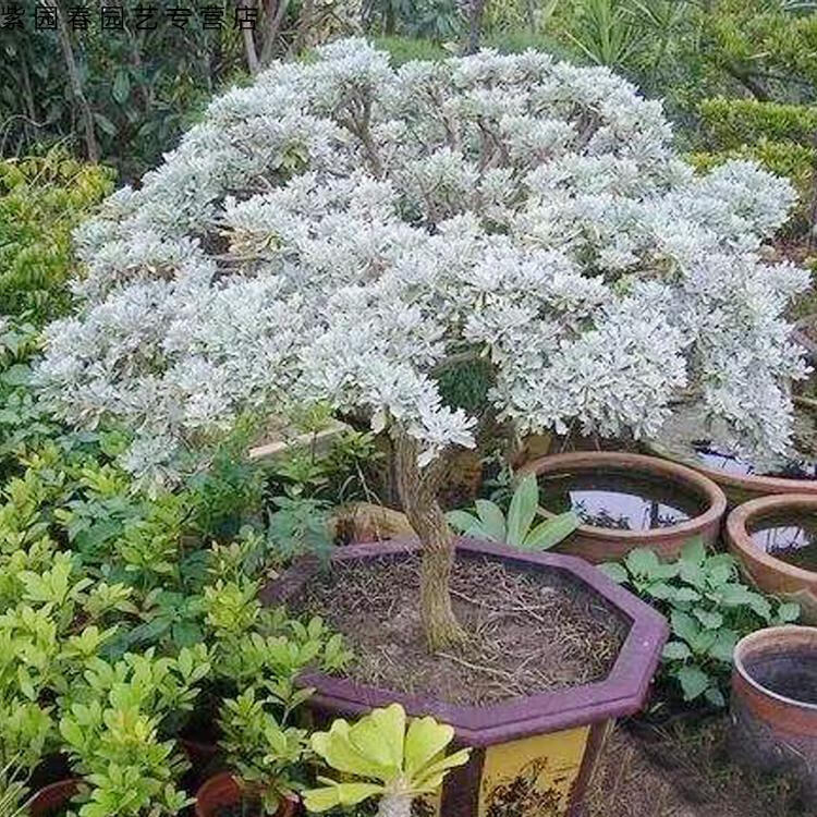 園藝芙蓉菊老樁雪艾盆栽花苗玉芙蓉盆景中草藥銀葉菊綠植花卉陽臺庭院