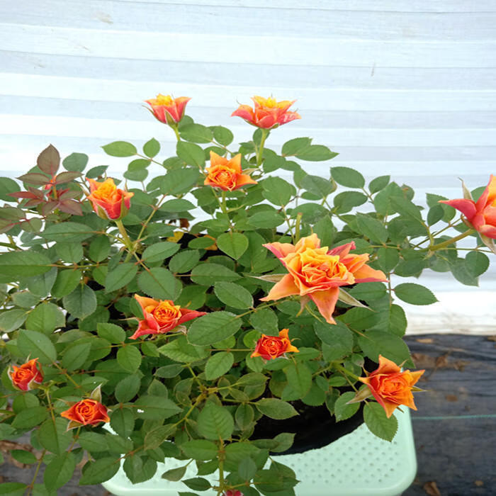 园艺微型月季比基尼经典复古色月季多花阳台玫瑰盆栽花卉勤花多头带花