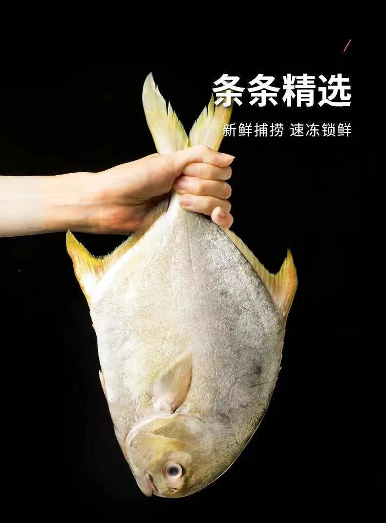 品质严选纯金鲳鱼新鲜特大号深海鱼冷冻肉鲳鱼6条装大号8两1斤人工