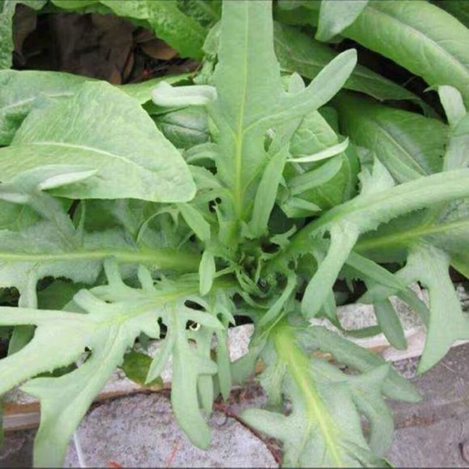 黎昕花芽甜麦菜种子籽四季苦荬菜油麦菜种籽高产阳台庭院盆栽蔬菜种孑