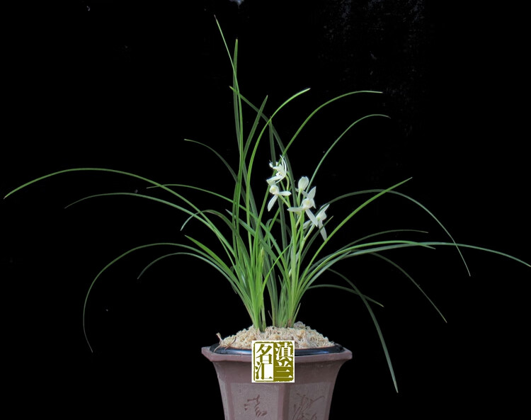 小雪素 兰花云南莲瓣兰名品 原生种 室内盆栽办公桌绿植盆景 1苗(2苗